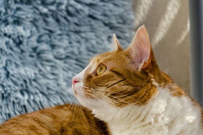 Close-up of a cat looking away