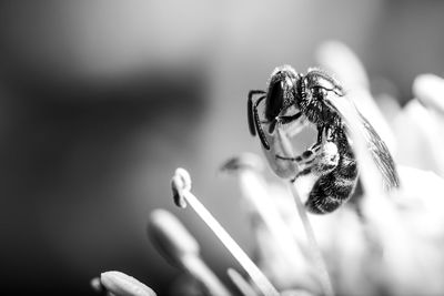 Close-up of insect on flower