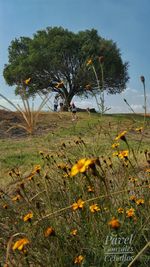 View of yellow flowering plant on field