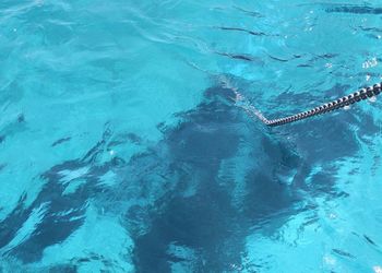 High angle view of swimming underwater