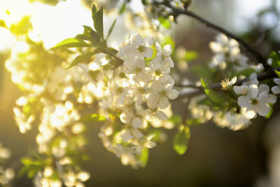 Close-up of white cherry blossoms in spring