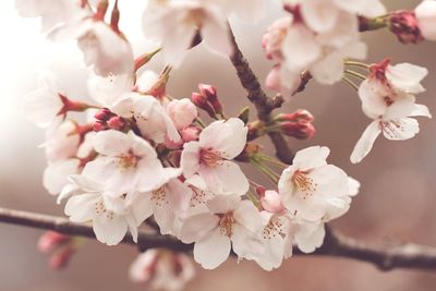 Close-up of cherry blossoms in spring