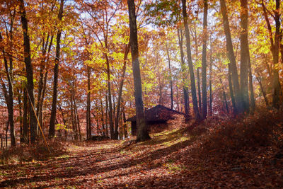 Trees in forest