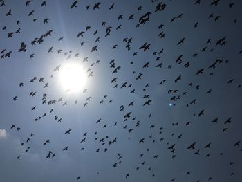 Low angle view of birds flying in sky