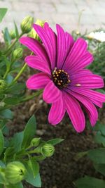 Close-up of pink flower blooming outdoors