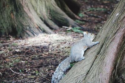 Close-up of squirrel on tree trunk
