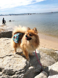 Full length of dog on beach