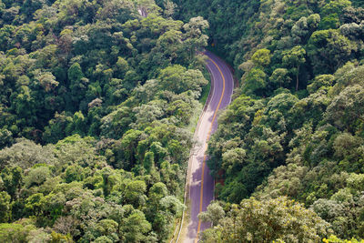 High angle view of road amidst trees in forest