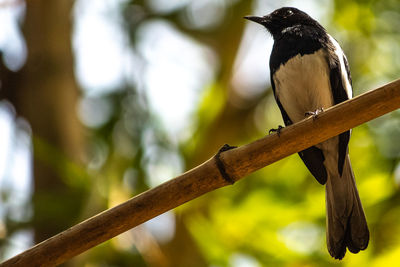 Close-up of bird perching on branch