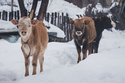 Cattle in snowy mestia, georgia