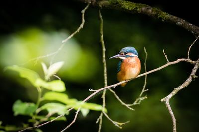 Kingfisher perching on twig in forest