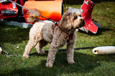 Dog on field