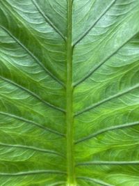 Full frame shot of green leaves