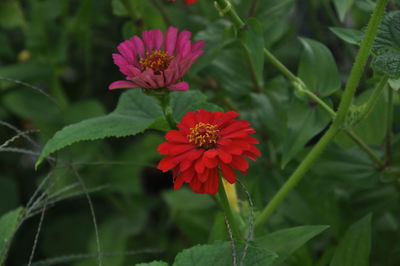 Close-up of red flower blooming outdoors