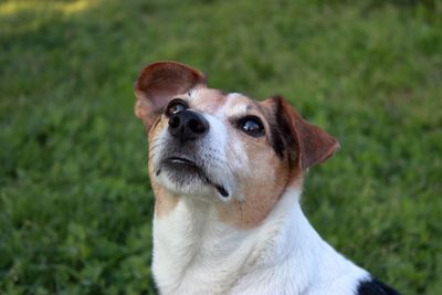 Close-up of dog