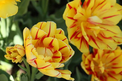 Close-up of yellow flowering plant in park