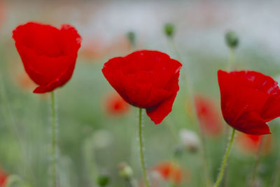 Close-up of red poppy flowers on field