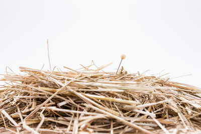 Low angle view of nest against sky