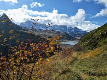 Plants growing on land against sky