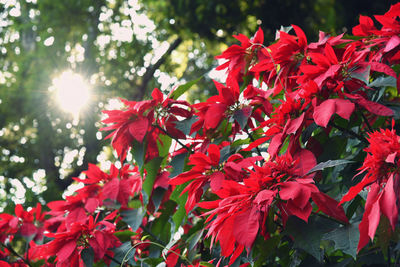 Low angle view of red flowering plant