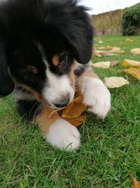 High angle view of puppy relaxing on field