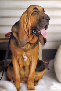 Close-up of a dog looking away