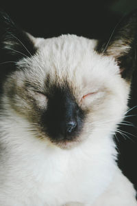 Close-up of cat sleeping