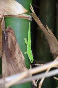 Close-up of lizard