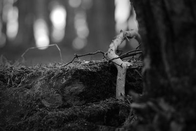 Close-up of tree trunk in forest