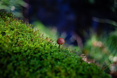 Mushroom among the moss