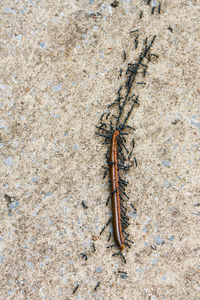 High angle view of insect on land