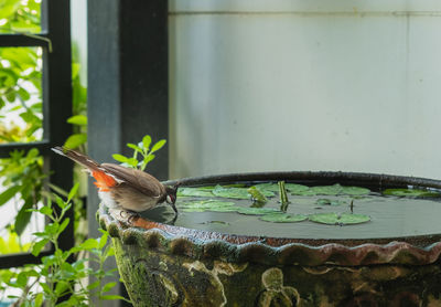 Close-up of bird perching on plant