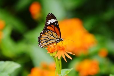 Close-up of butterfly on orange flower