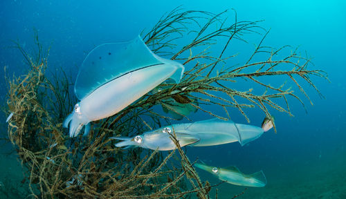 Spawning squid, wide angle