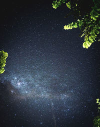 Low angle view of trees against sky at night