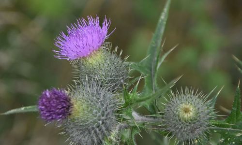 Close-up of thistle blooming outdoors