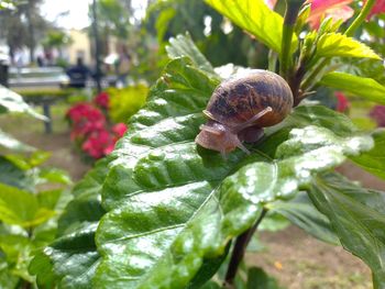 Close-up of snail on plant