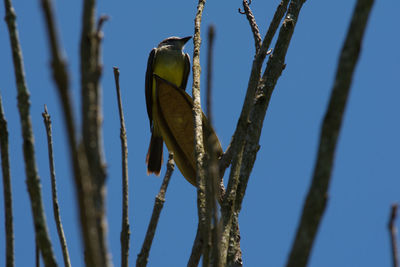 Low angle view of insect perching on tree