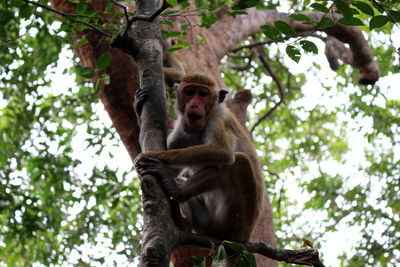 Low angle view of monkey sitting on tree