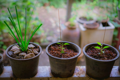 Close-up of potted plants in yard