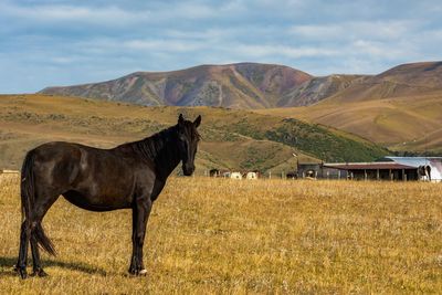 Horse on field against sky