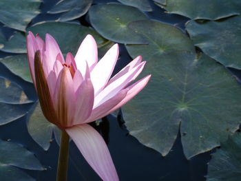 Close-up of lotus water lily