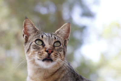 Close-up portrait of cat