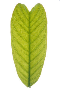 Close-up of green leaf against white background