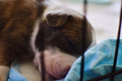 Close-up of dog sleeping