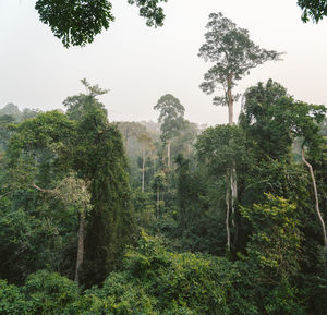 Trees in forest against clear sky