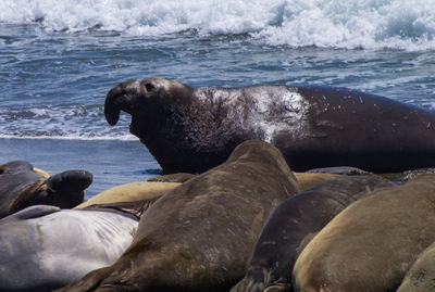 Scenic view of sea with seal in foreground