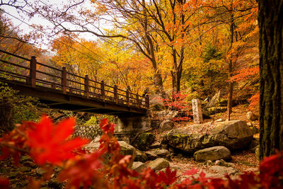 View of maple tree during autumn