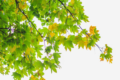 Low angle view of flowering plant against clear sky