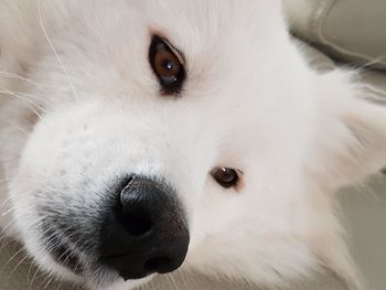 Close-up portrait of a dog